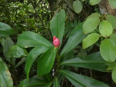 Costus spiralis