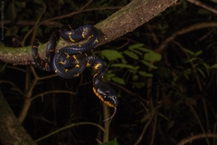Boiga melanota