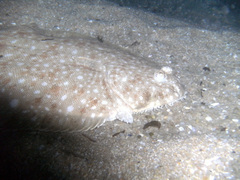 Solea senegalensis