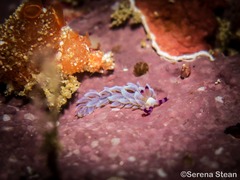 Pteraeolidia semperi