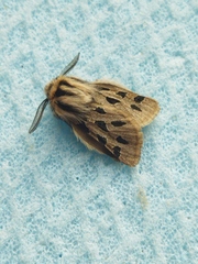 Ocnogyna parasita