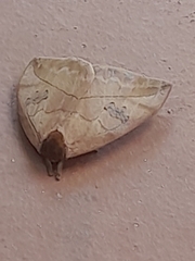 Automeris liberia