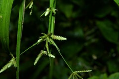 Cyperus laxus