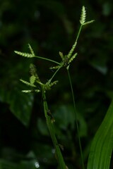 Cyperus laxus