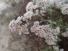 Limonium fallax