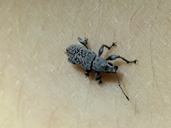 Myllocerina