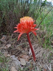 Haemanthus sanguineus