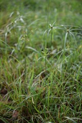 Cyperus surinamensis