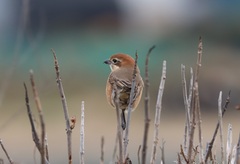 Lanius bucephalus bucephalus