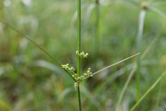 Cyperus surinamensis