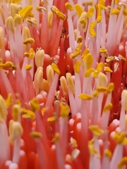 Haemanthus sanguineus