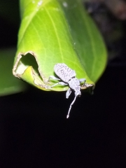 Myllocerina