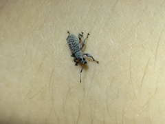Myllocerina