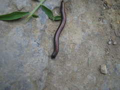 Ommatoiulus sabulosus