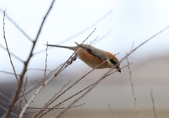 Lanius bucephalus bucephalus