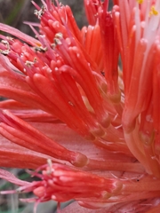 Haemanthus sanguineus