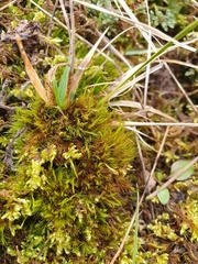 Flexitrichum flexicaule