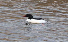 Mergus merganser