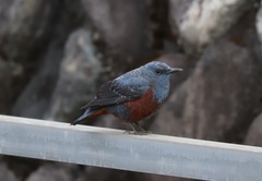 Monticola solitarius philippensis