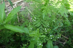 Veronica undulata