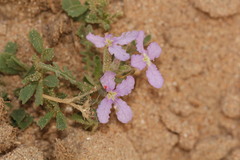 Matthiola lunata
