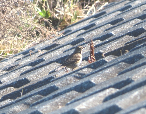 Siberian Pipit (Anthus japonicus), photo 8