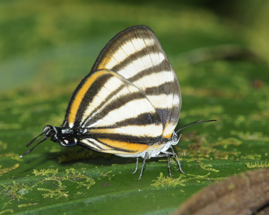 Arawacus separata