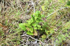 Davilla nitida
