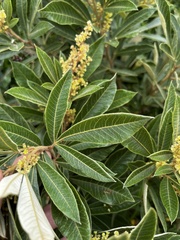 Searsia discolor