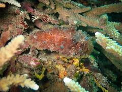 Dendrodoris tuberculosa