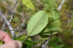 Davilla nitida