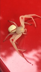 Misumenops callinurus