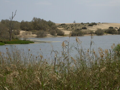 Phragmites australis subsp. altissimus image