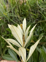 Searsia discolor