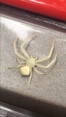 Misumenops callinurus