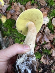 Boletus chippewaensis