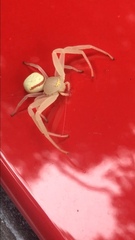 Misumenops callinurus