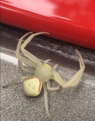 Misumenops callinurus