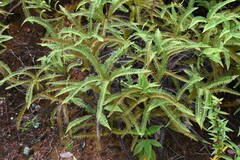 Dicranopteris flexuosa