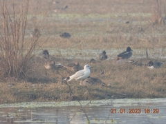 Chroicocephalus ridibundus