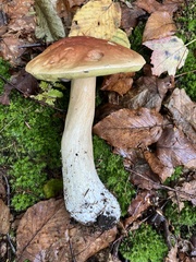 Boletus chippewaensis