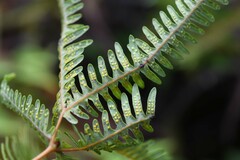 Dicranopteris flexuosa