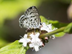 Leptotes
