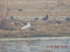 Chroicocephalus ridibundus