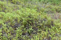 Dicranopteris flexuosa