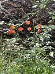 Lilium pardalinum
