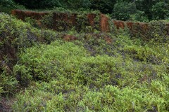 Dicranopteris flexuosa