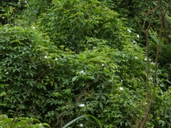 Distimake macrocalyx