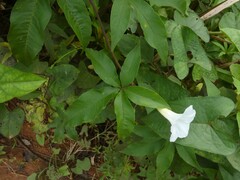 Distimake macrocalyx