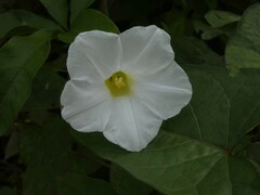 Distimake macrocalyx